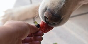 Can dogs eat strawberries? 