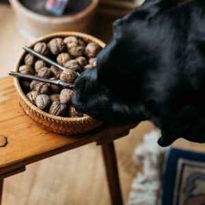 Can dogs eat walnuts?