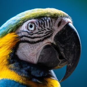Can parrots eat chocolate